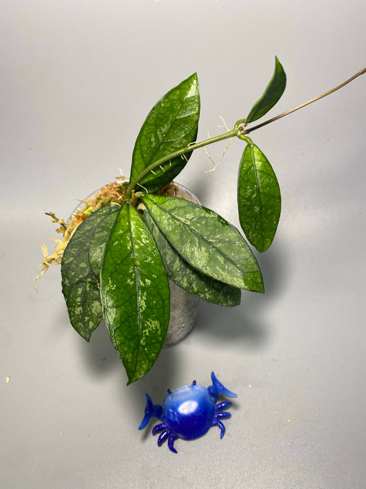 Hoya crassipetiolata splash - active growth