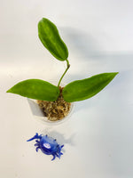 Hoya vangviengiensis - just starting to root