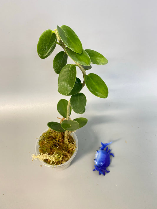 Hoya cumingiana - rooted