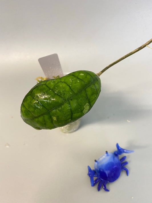 Hoya Finlaysonii Big leaf - has roots