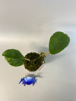 Hoya viola (deykeae x vitellina) - has roots
