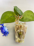 Hoya glabra with active growth