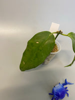 Hoya buotii sunrise - has some roots