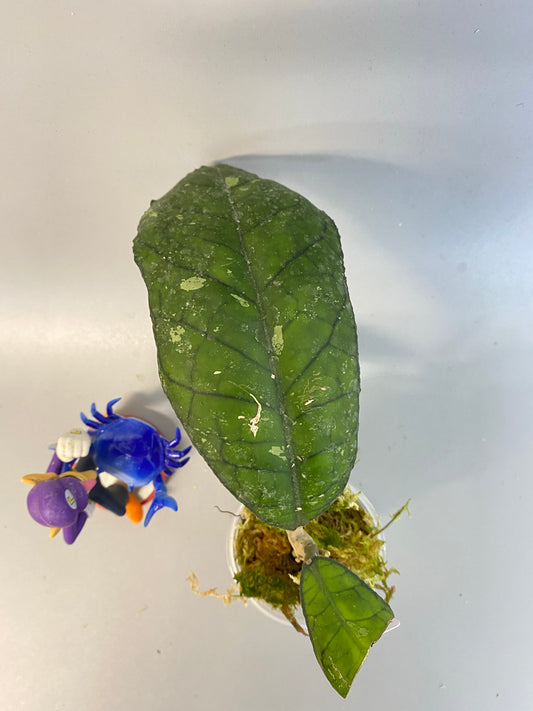 Hoya finlaysonii splash