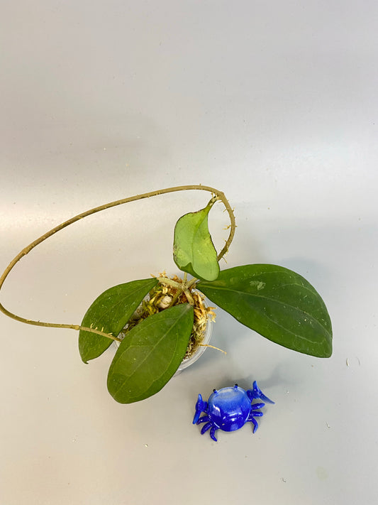 Hoya erythrostemma new , rooted