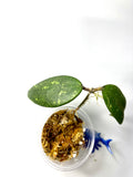 Hoya aff Verticillata vietnam - unrooted