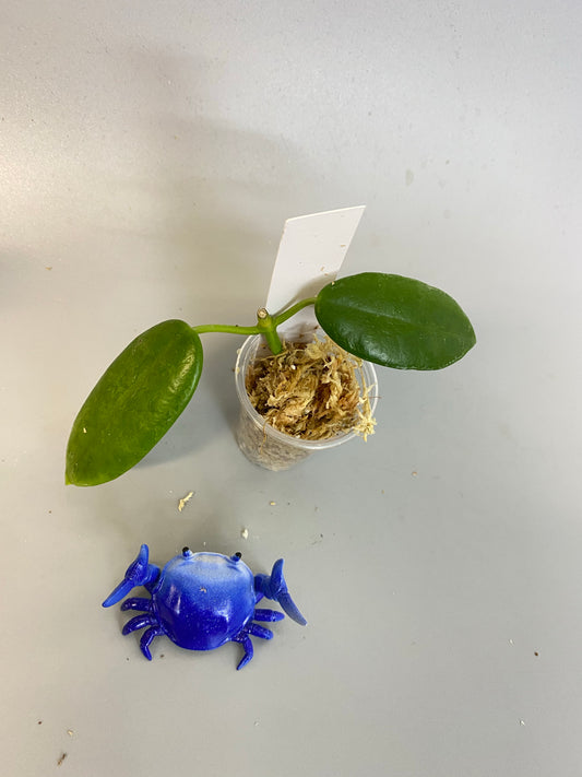 Hoya cv optimistic - unrooted