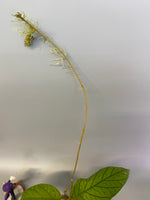 Hoya meredithii - rooted