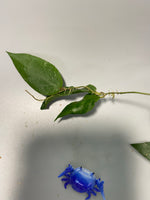 Hoya caudata big green - active growth