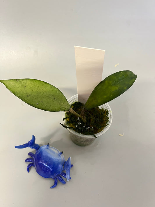 Hoya cui snow - has some roots