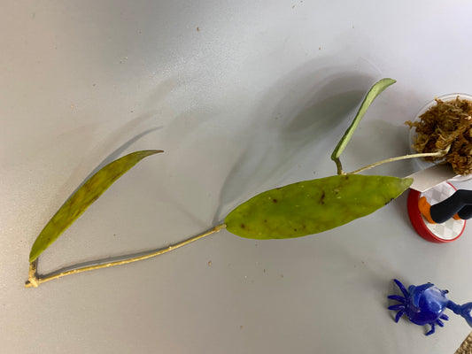 Hoya scortechinii pink UT001- Unrooted