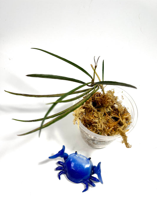 Hoya acicularis - starting to root