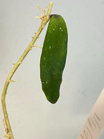 Hoya scortechinii