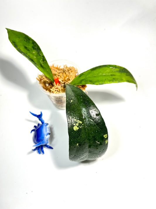 Hoya Estrella waterfall IML 1256 - unrooted