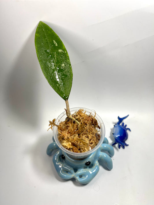 Hoya sp bintulu iml 1646  - Unrooted