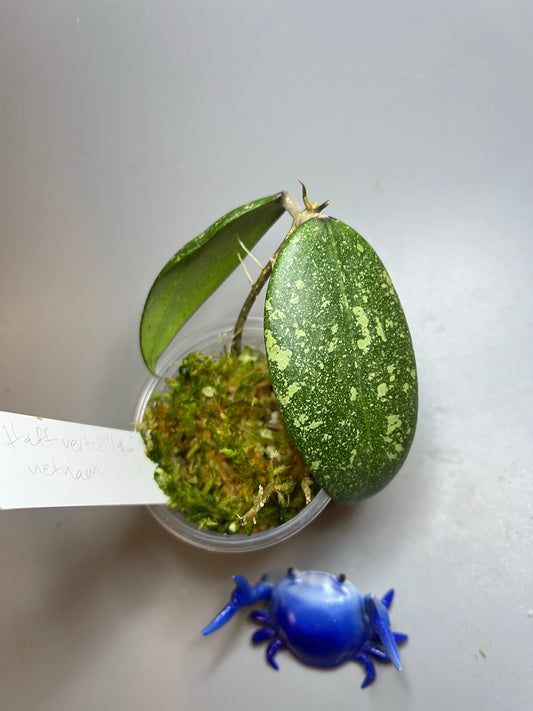 Reserved - Hoya aff Verticillata vietnam  -  active growth