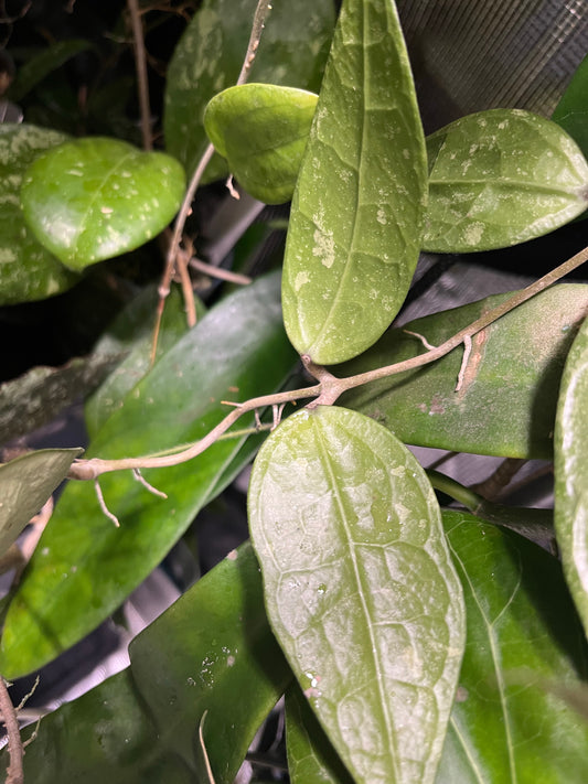 Hoya rhm 14-1 - fresh cutting - 1 node - Unrooted