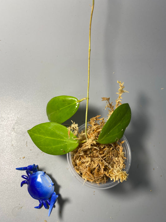 Hoya cutis-porcelana - unrooted