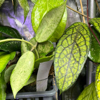 Hoya Silver lady (xiaojie 003) - fresh cutting - Unrooted