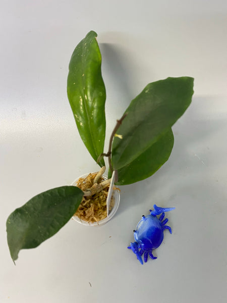 Hoya epc 1016 hybrid (incrassata x acuta) - active growth
