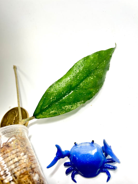 Hoya bahoi - Unrooted