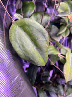Hoya sp borneo epc 953 - fresh cutting - 1 node/ 1 leaf - Unrooted 1 node