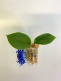 Hoya epc 1016 hybrid (incrassata x acuta) - unrooted