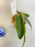 Reserved for Myanh - Hoya bordenii - rooted