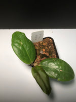 Hoya fitchii - yellow - starting to vine.