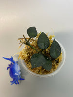 Hoya krohniana black - with roots