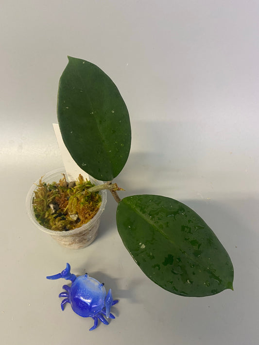 Hoya fungii - has roots