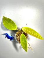 Hoya verticillata chompom - Unrooted