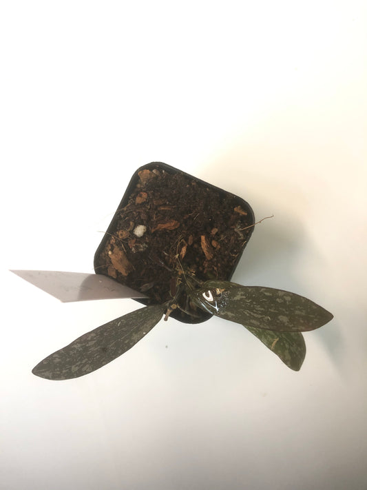 Hoya sigillatis with active growth