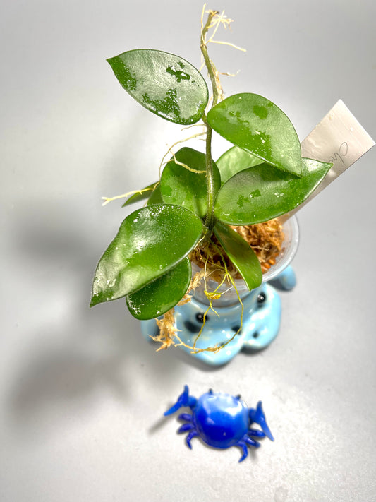 Hoya cv chouke - Unrooted