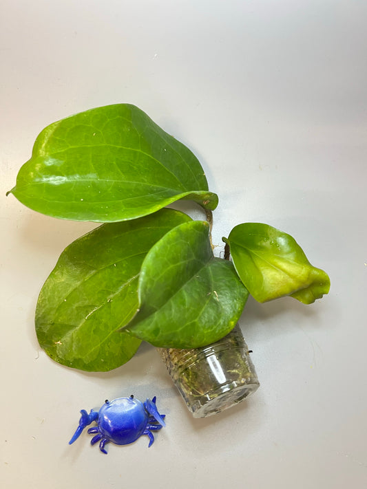 Hoya surigaoensis - has roots