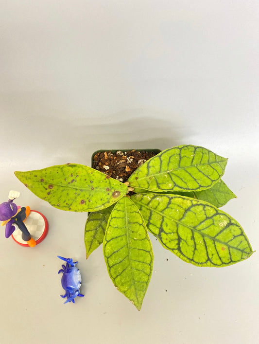 Reserved for Sal - Hoya callistophylla short leaf with roots