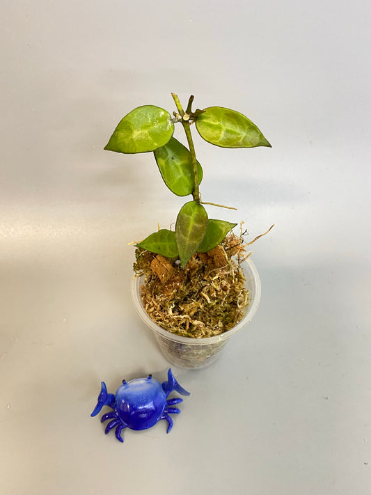 Hoya lacunosa EPC giant leaf - active growth