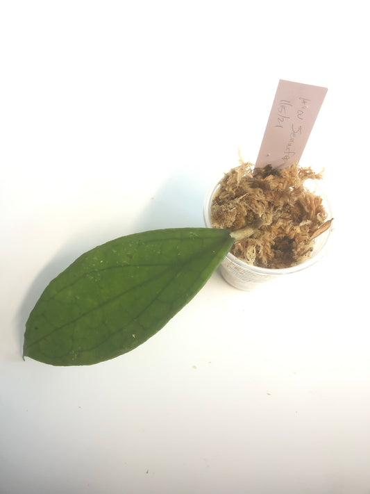 Hoya Jennifer - just starting to root.