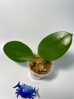 Hoya mb1414 (Christine x aldrichii) - unrooted