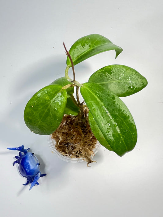 Hoya cutis-porcelana - unrooted