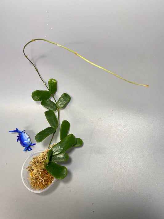 Hoya rotundiflora - Unrooted