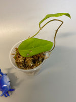 Hoya persicina - starting to root