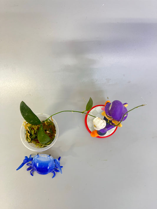 Hoya Lyi - active growth