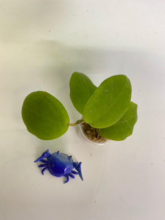 Hoya sp rangsan / rangsam 01 - unrooted