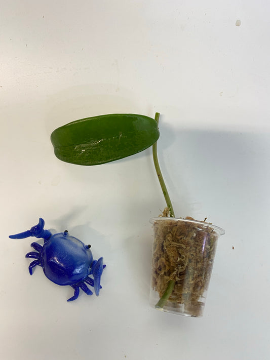 Hoya meliflua - Unrooted