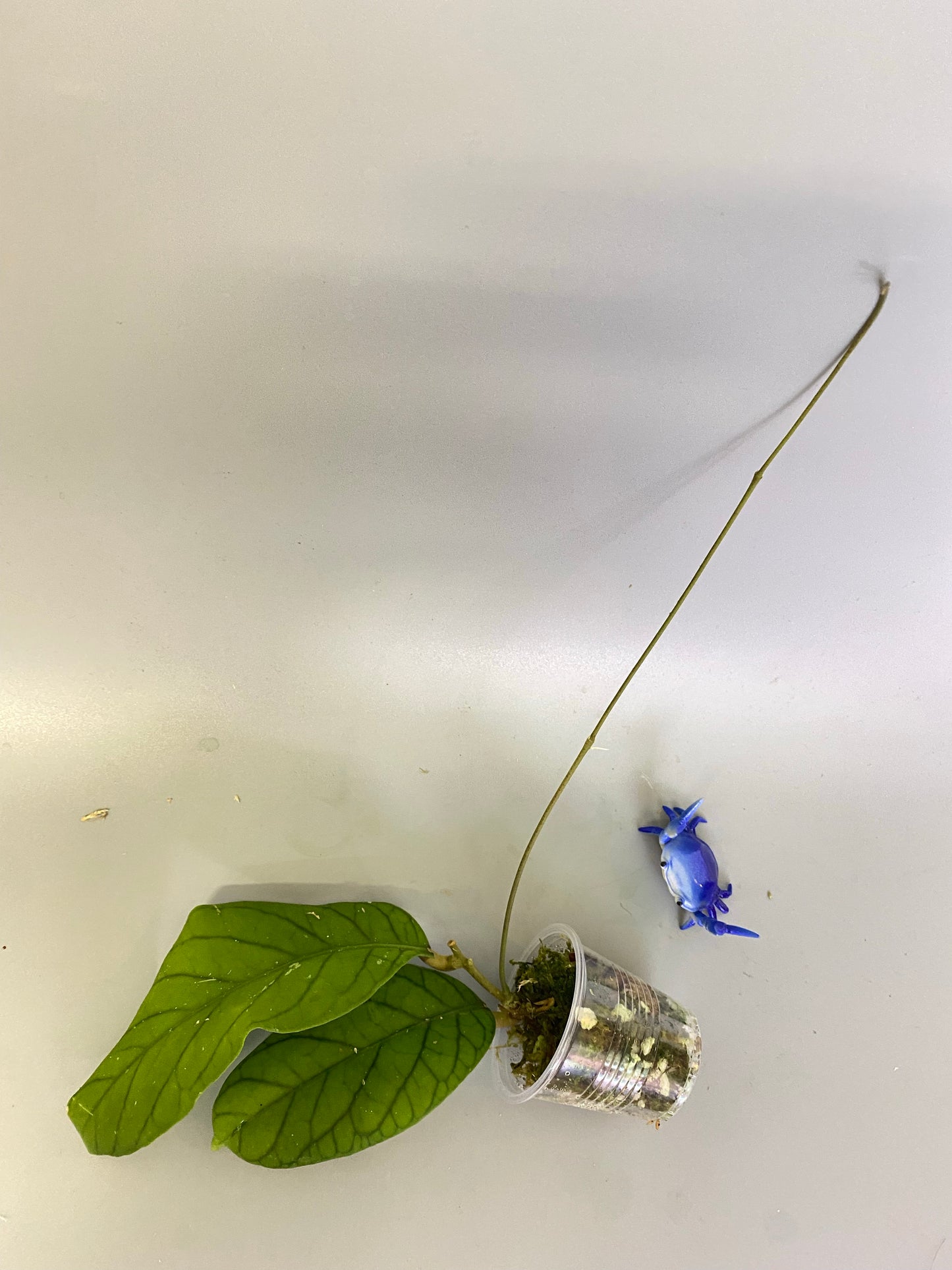 Hoya meredithii - active growth