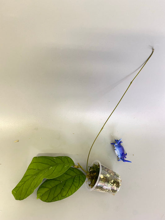 Hoya meredithii - active growth