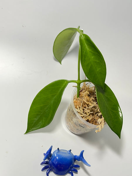 Hoya benitotanii - Unrooted