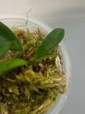 Hoya EPC 319 / PG04 / mini wayettii - active growth