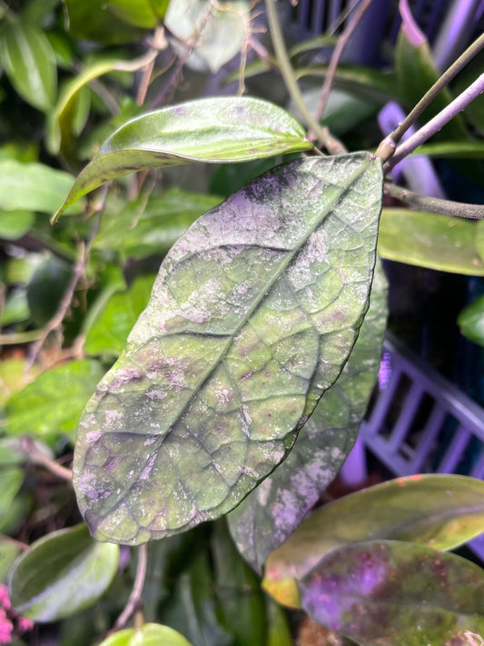 Hoya sp perak - Unrooted - 1 node fresh cut